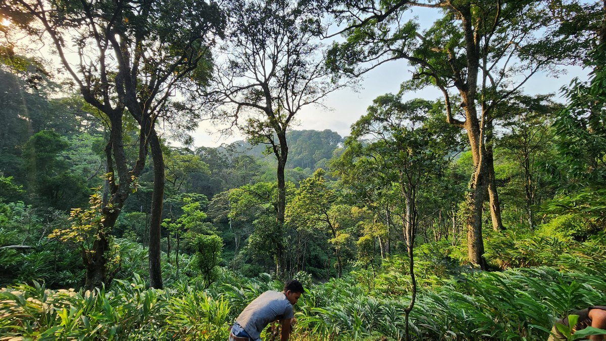 Forest canopy over the cardamom