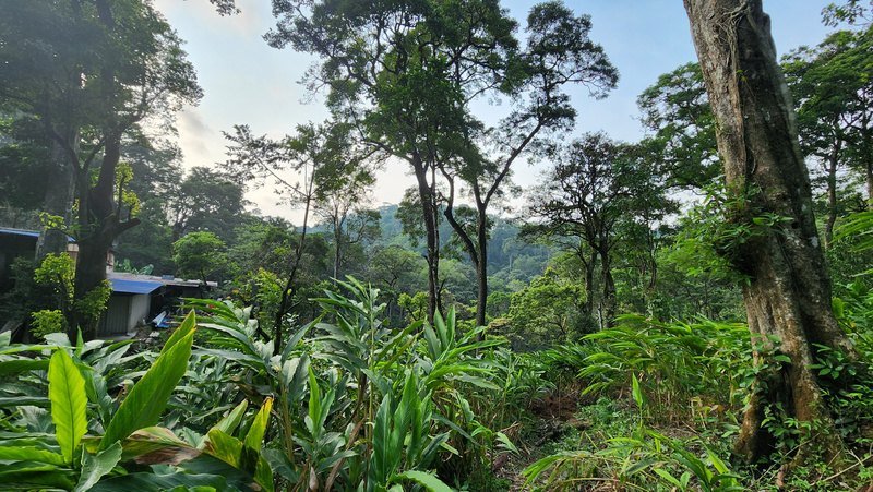 The estate in the Western Ghats